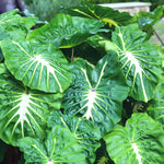 Color Your Garden White - Collection