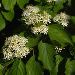 Cornus - Arctic Fire® - Proven Winners® - 4" Potted Rocketliners®