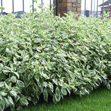 Cornus - Ivory Halo® - 4" Potted Rocketliners®