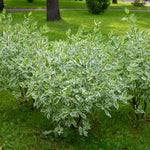 Cornus - Ivory Halo® - 4" Potted Rocketliners®