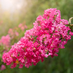 Crape Myrtle - Pink
