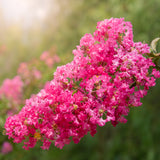 Crape Myrtle - Pink