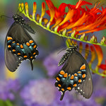 Crocosmia - Lucifer