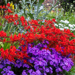 Crocosmia - Lucifer
