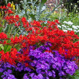 Crocosmia - Lucifer