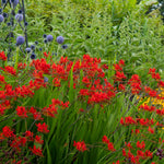 Crocosmia - Lucifer