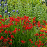 Crocosmia - Lucifer