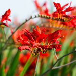 Crocosmia - Lucifer