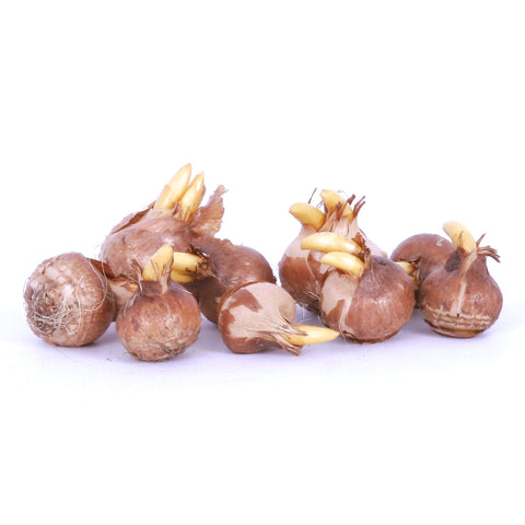 Crocus - Large Flowering - Blend For Containers – Plantcetera