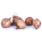 Tulip, Daffodil, Muscari & Crocus - Spring Time Favorites - Bulb Collection