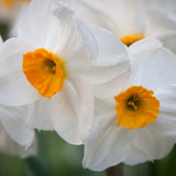 Daffodil - Geranium