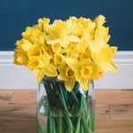 Daffodil - King Alfred Type - Improved Classic