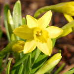 Tulip & Narcissus - Dutch Garden Medley