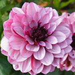 Dahlia - Crème de Cassis