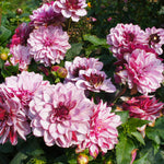 Dahlia - Crème de Cassis