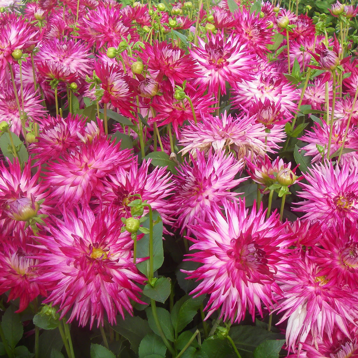 Dahlia - Grande Finale – Plantcetera
