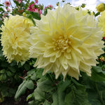 Dahlia - Kelvin Floodlight