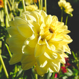 Color Your Garden Yellow - Collection