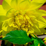 Dahlia - Kelvin Floodlight