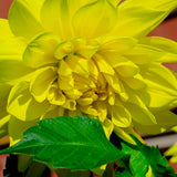 Dahlia - Kelvin Floodlight