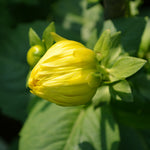Dahlia - Kelvin Floodlight
