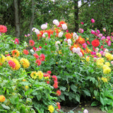 Dahlia - Decorative Mix