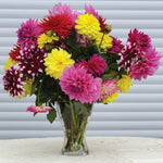 Dahlia - Rebecca's World