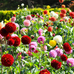 Dahlia - Decorative Mix