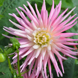 Dahlia - Mother's Day Pink
