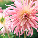 Dahlia - Mother's Day Pink
