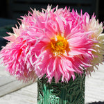 Dahlia - Mother's Day Pink