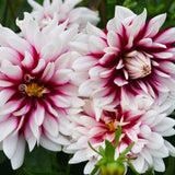 Dahlia - Collection - 3 Varieties