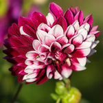 Dahlia - Rebecca's World
