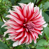 Dahlia - Santa Claus