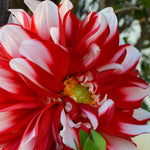 Dahlia - Santa Claus