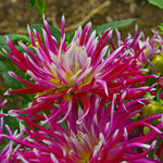 Dahlia - Spider Woman