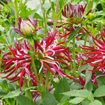 Dahlia - Spider Woman