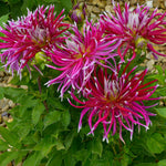 Dahlia - Spider Woman