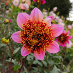 Dahlia - The Phantom
