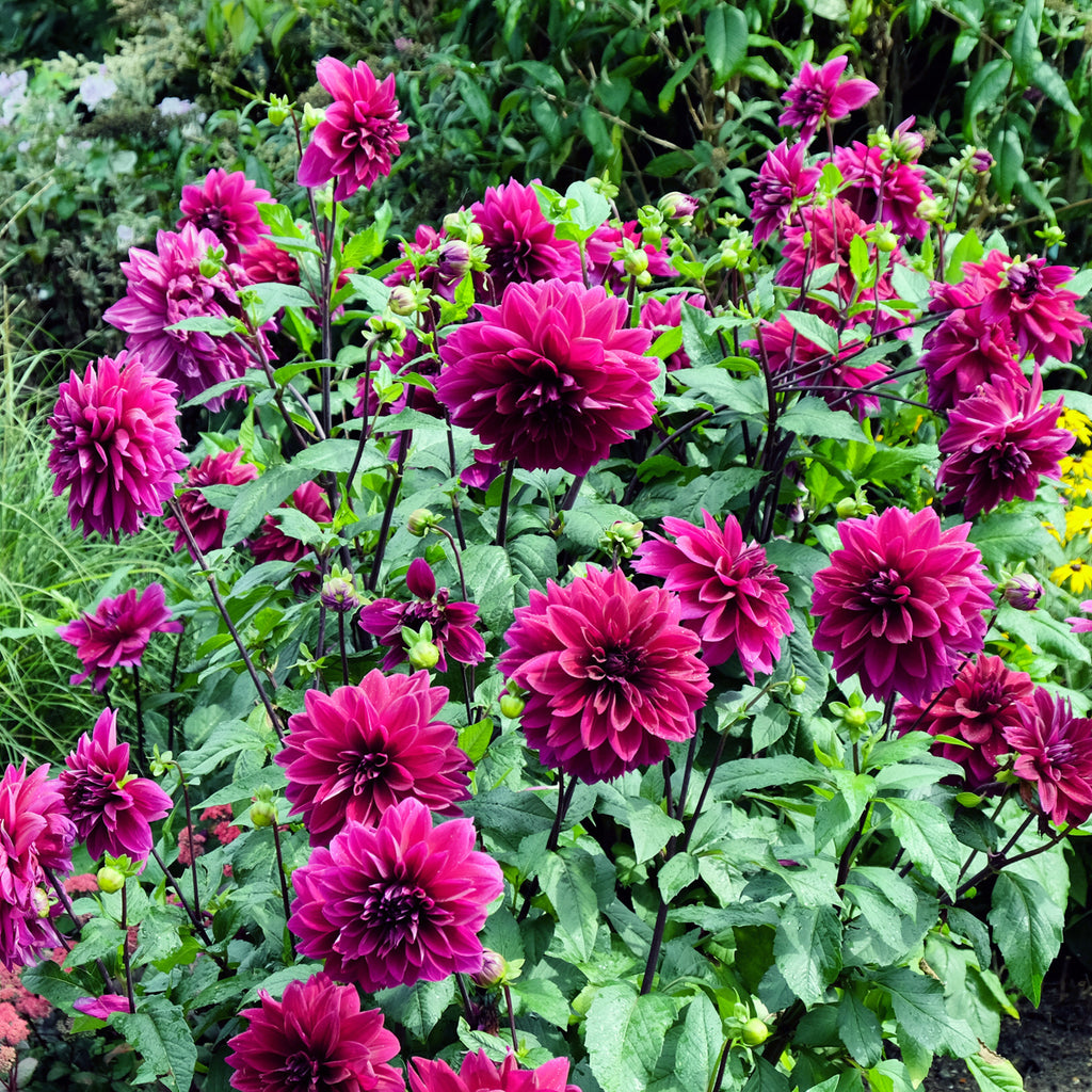 Dahlia Thomas Edison Plantcetera dahlia-thomas-edison-plantcetera