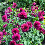 Dahlia - Thomas Edison