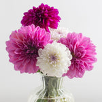 Dahlia - Giant Blooming Dinnerplate Mix