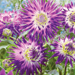 Dahlia - Veritable
