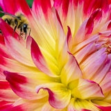 Dahlia - Aloha