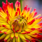 Dahlia - Aloha