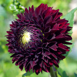 Dahlia - Black Jack