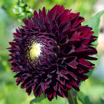 Color Your Garden Black - Collection