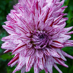 Dahlia - Blackberry Ripple