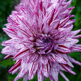Dahlia - Blackberry Ripple