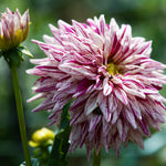 Dahlia - Blackberry Ripple